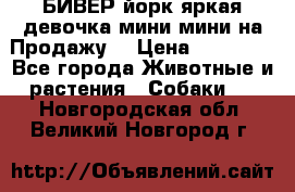 БИВЕР йорк яркая девочка мини мини на Продажу! › Цена ­ 45 000 - Все города Животные и растения » Собаки   . Новгородская обл.,Великий Новгород г.